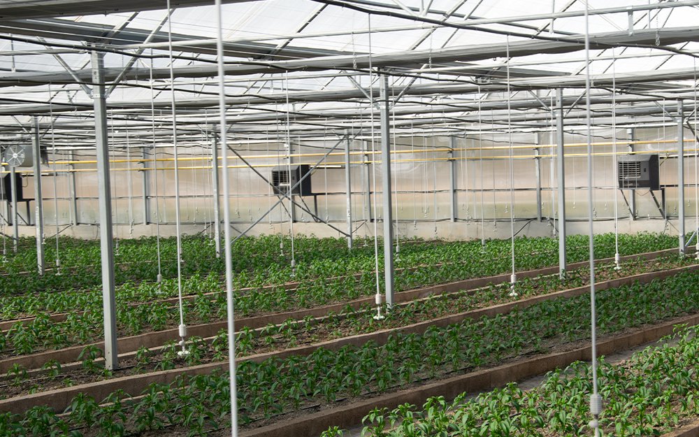 dogalgazli-sera-isitma-sistemleri-verimli-ve-surdurulebilir-bir-cozum